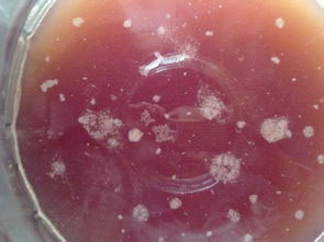 葡萄酒沉淀的中的微生物沉淀的简略说明2.jpg