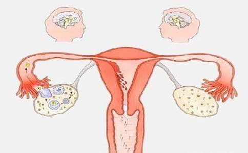小分子肽改善卵巢功能